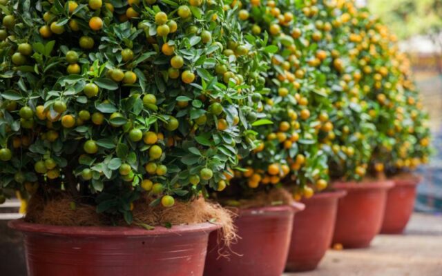 Khám phá ý nghĩa cây quất ngày Tết