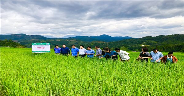 gạo nếp Tan Pỏm Tà Hừa 