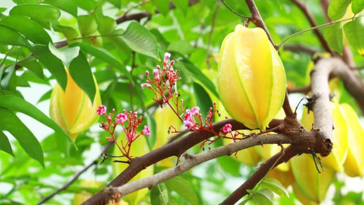 5 Lợi ích bất ngờ của quả khế đối với sức khỏe