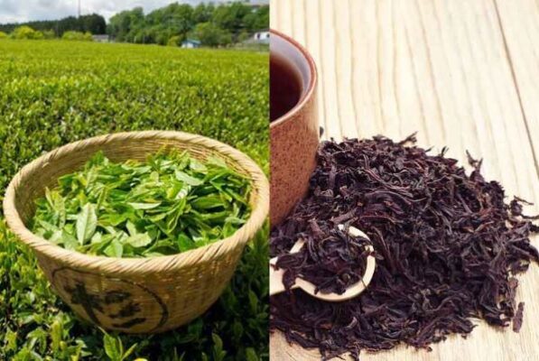 8 lợi ích sức khỏe của trà đen