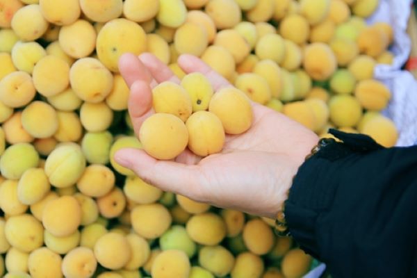 9 lợi ích sức khỏe và dinh dưỡng của quả mơ