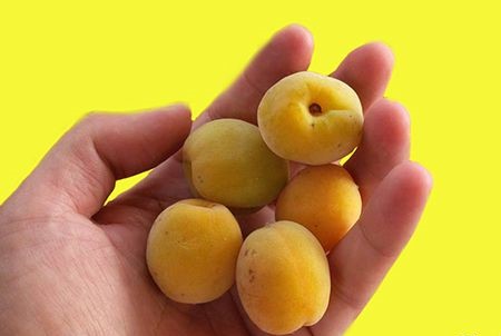 Công dụng của quả mơ