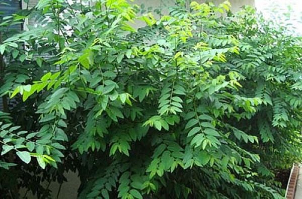 Giải rượu bằng rau ngót như thế nào cho hiệu quả