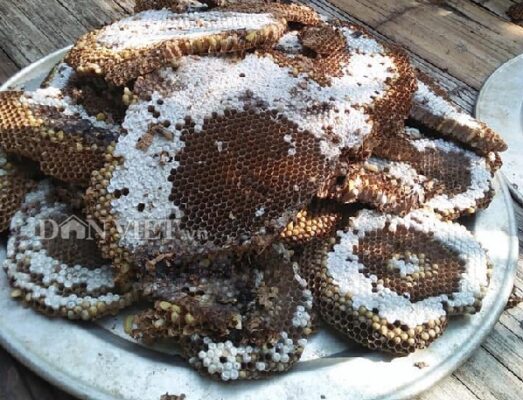 Nhộng ong rừng - Đặc sản từ vùng Tây Bắc