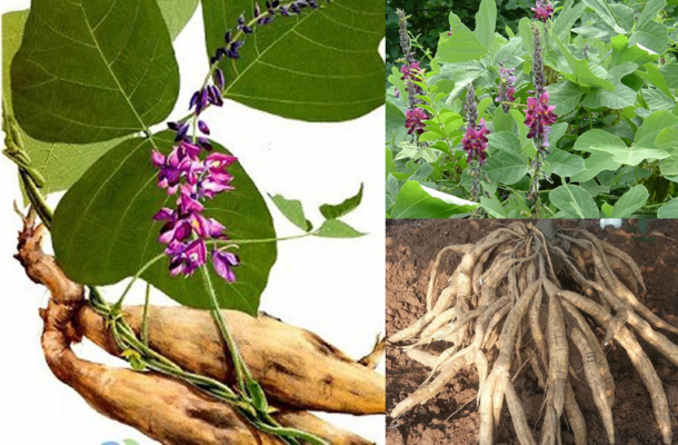 Những tác dụng tuyệt vời của bột sắn dây