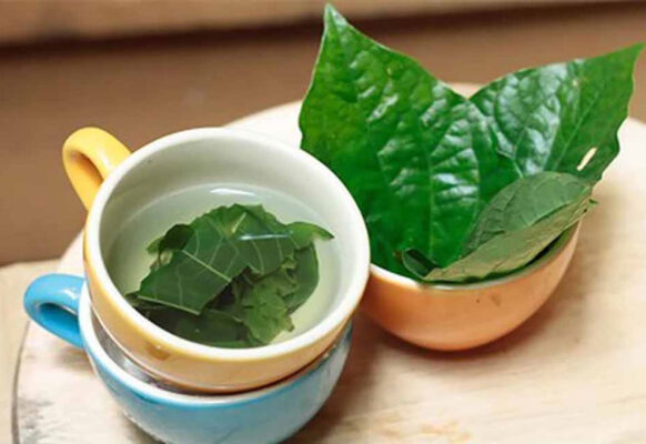 Các bài thuốc từ lá lốt điều trị bệnh phong tê thấp