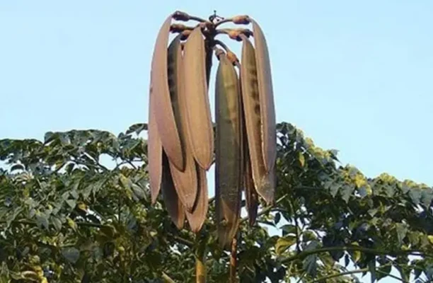 Công dụng dược liệu của cây núc nác