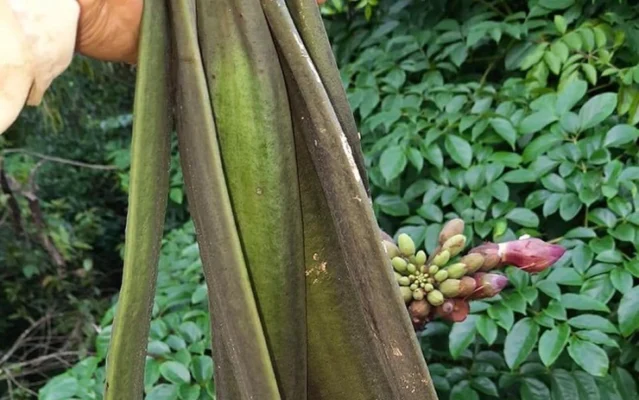 Nộm quả núc nác