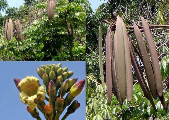 Quả núc nác Tây Bắc, đặc sản vùng núi cao