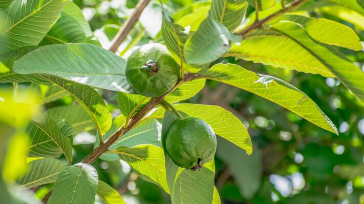 Tác dụng trị bệnh của nước lá ổi Tác dụng trị bệnh của nước lá ổi