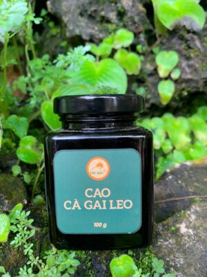 Cao cà gai leo trị bệnh gan như thế nào