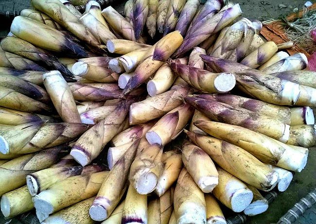 Măng rừng có độc không? Lưu ý khi sơ chế và sử dụng