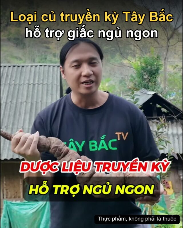 Củ hà thủ ô đỏ Tây Bắc – loại củ truyền kỳ hỗ trợ giấc ngủ ngon